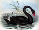 El Lago del Cisne negro