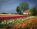La Ruta de las Flores en Holanda