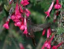 La misión del colibrí
