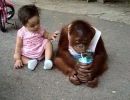 Graciosos monos y chimpances