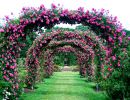 Elizabeth Park Rose Garden Usa