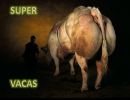 Super Vacas
