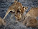 Leones del Serengeti