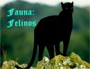 Fauna: Felinos