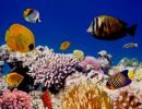 Red sea coral reefs