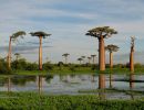 Avenue of the baobabs Madagascar