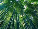 Bambú japones