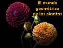 El mundo geométrico de las plantas