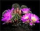 Bellos cactus en flor