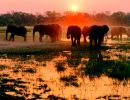 Okavango delta botswana