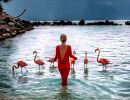 flamingo beach in aruba