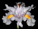 iris japonica