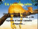 El Camello Sabio