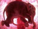 Animales en el utero