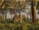 Parque Nacional de Ambroseli – Kenia