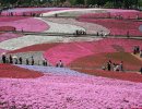 Sakura la Flor del Cerezo – Japón