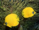 Los exóticos peces de National Geographic