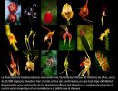 Orquídeas – Amor y Mentiras