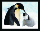 Como la vida Misma, la vida de los Pinguinos