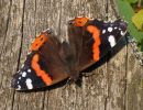 Colores en la naturaleza-Las mariposas
