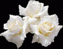 La Rosa Blanca
