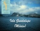 Isla Guadalupe (México)