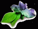 Flor de Edelweiss