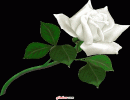 Rosas blancas y un mensaje para ti